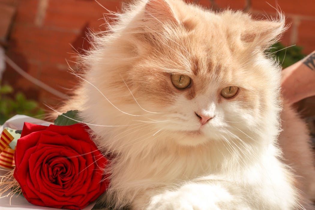Cat Survey - NutriPetPak