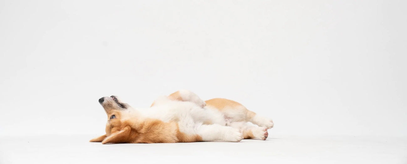 Stress Support for Dogs - NutriPetPak