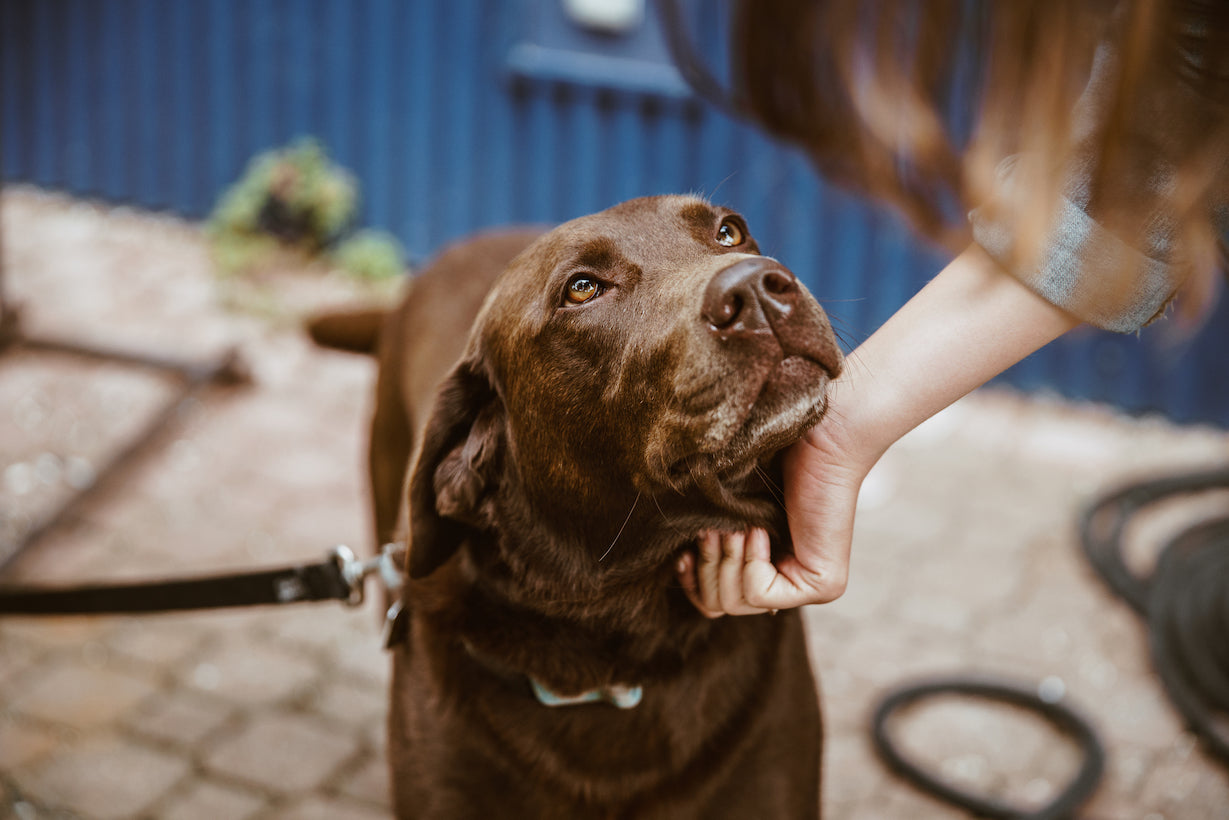 chocolate lab nutripetpak