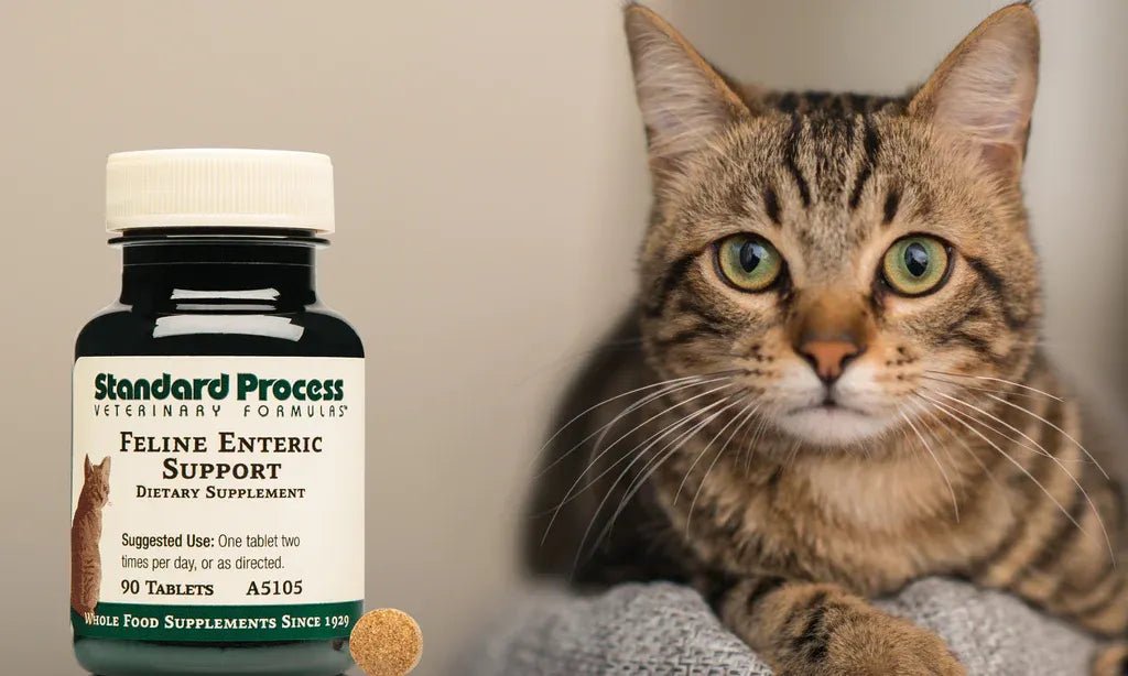 Supporting Your Cat's Kidney Health with Feline Renal Support – NutriPetPak