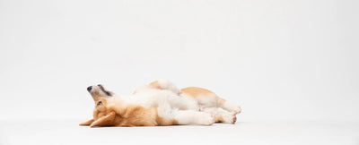 Digestion Support for Dogs - NutriPetPak